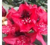 Рододендрон Матадор (Matador) С2